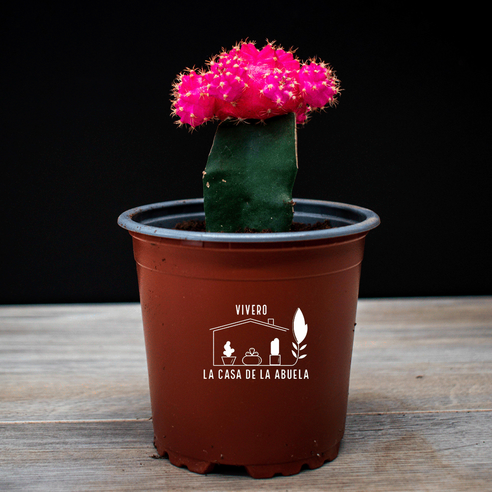 Cactus Injertado