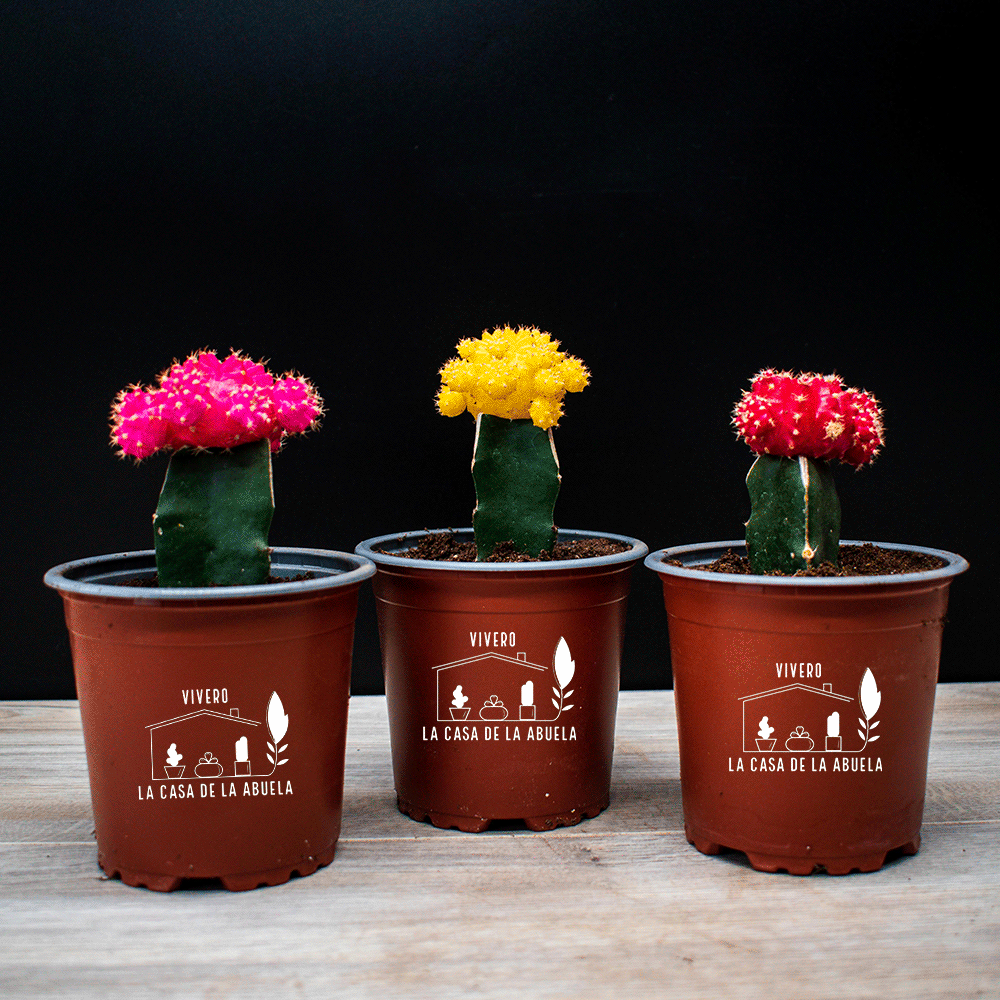 Cactus Injertado
