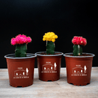 Cactus Injertado