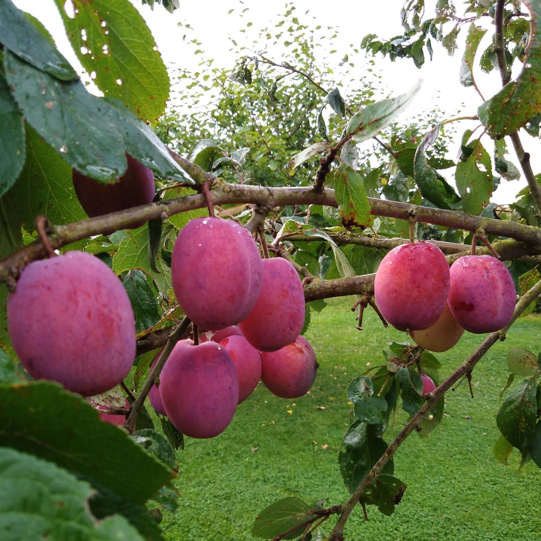Ciruelo de Consumo – Dulzura natural directo desde tu jardín a la mesa