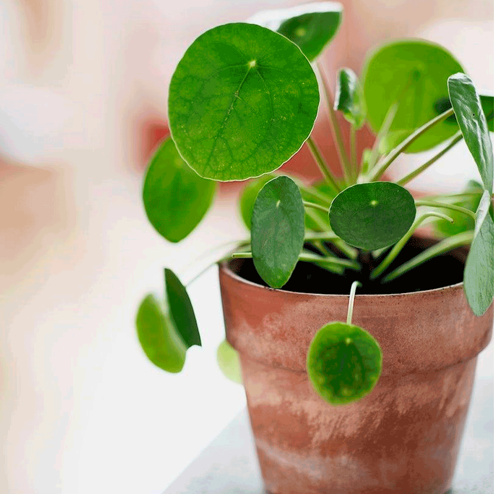 Cucharita (Pilea Peperomioides) – El encanto verde que transforma tus rincones favoritos