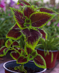 Coleus – Color Vibrante para Iluminar tus Espacios
