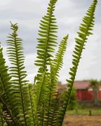 Helecho Espada – Frescura Verde que Purifica tu Hogar
