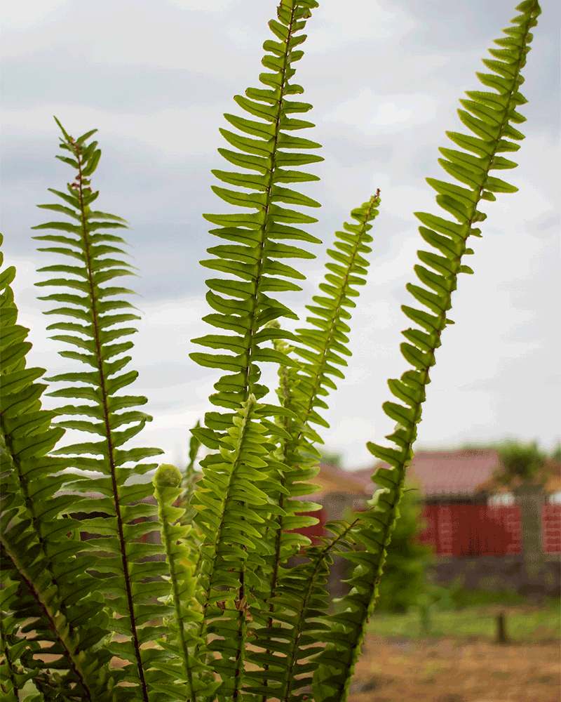 Helecho Espada – Frescura Verde que Purifica tu Hogar