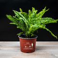 Helecho Espada – Frescura Verde que Purifica tu Hogar