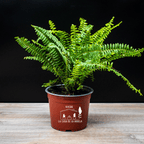 Helecho Espada – Frescura Verde que Purifica tu Hogar