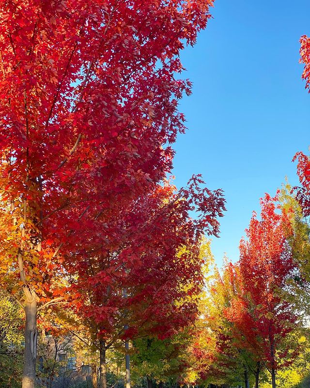 Liquidámbar – El árbol que pinta tu jardín con los colores del otoño