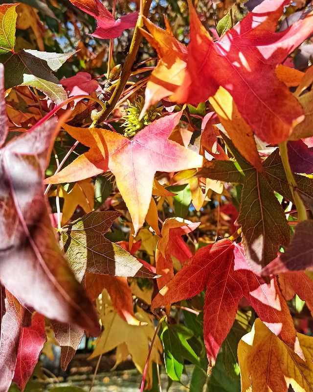 Liquidámbar – El árbol que pinta tu jardín con los colores del otoño