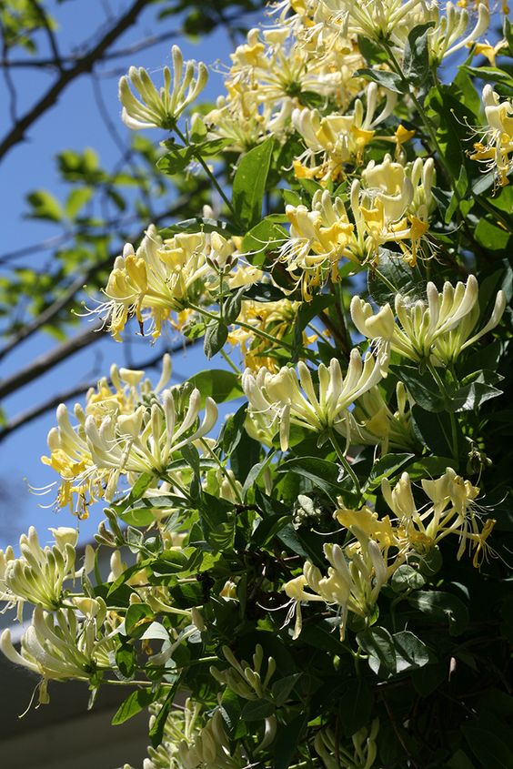 Madreselva – Aroma encantador y crecimiento veloz para transformar tu jardín