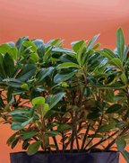 Pittosporum – Elegancia natural para cercos verdes y jardines con estilo