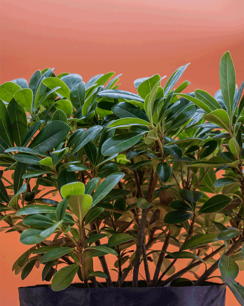 Pittosporum – Elegancia natural para cercos verdes y jardines con estilo