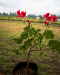Pelargonia – Flores vibrantes que florecen todo el año