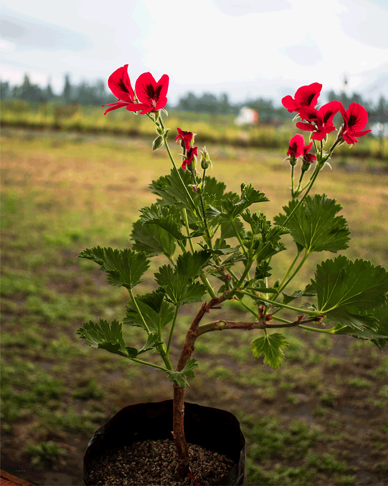 Pelargonia – Flores vibrantes que florecen todo el año