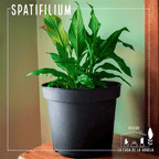 Spatifilium – Belleza y Purificación en un Solo Lugar