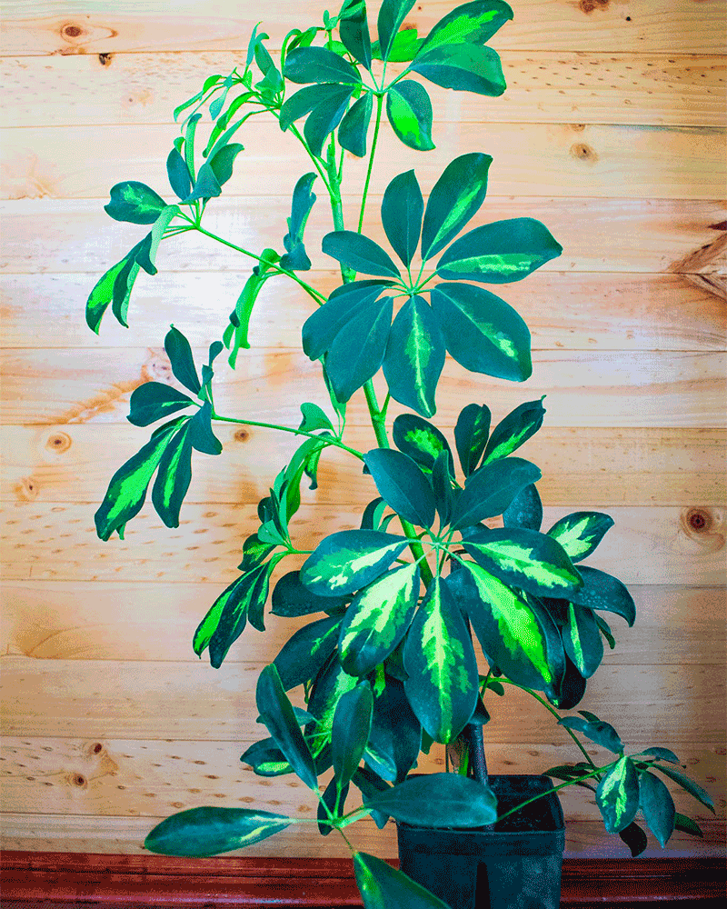 Schefflera – Elegancia Tropical que Purifica tu Espacio