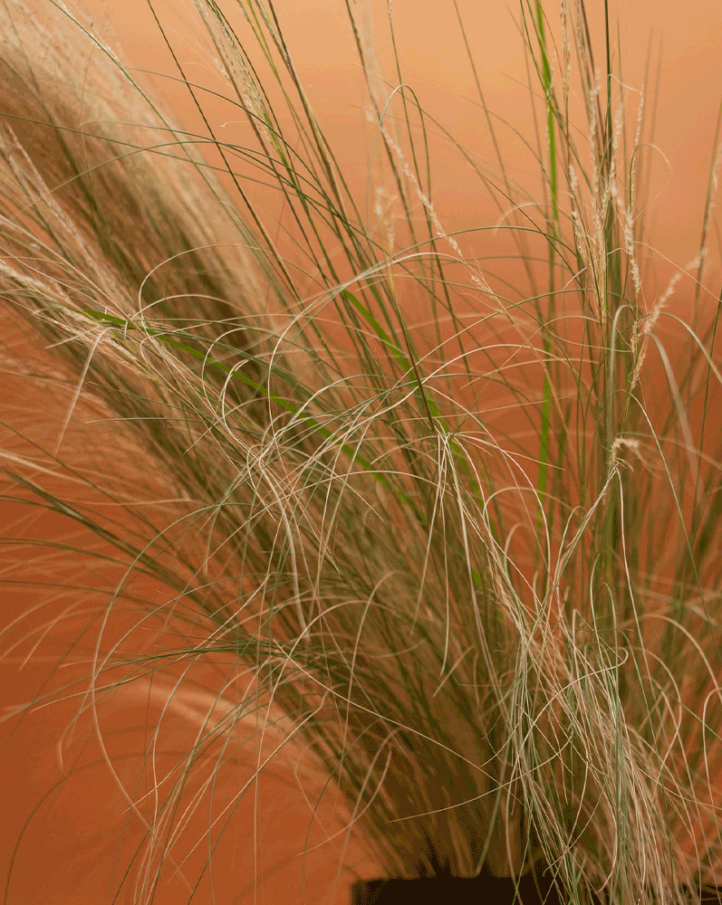 Stipa tenuissima – Movimiento y elegancia natural para tu jardín todo el año