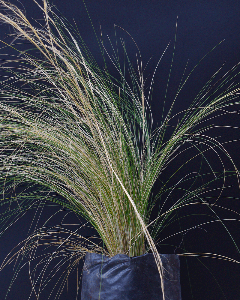 Stipa tenuissima – Movimiento y elegancia natural para tu jardín todo el año