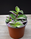 Tradescantia Fluminensis – El toque silvestre que llena tu hogar de color y frescura