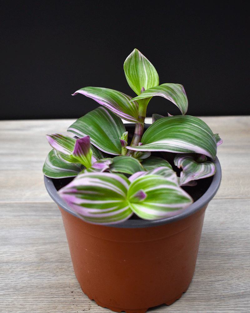 Tradescantia Fluminensis – El toque silvestre que llena tu hogar de color y frescura