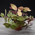 Tradescantia cerinthoides