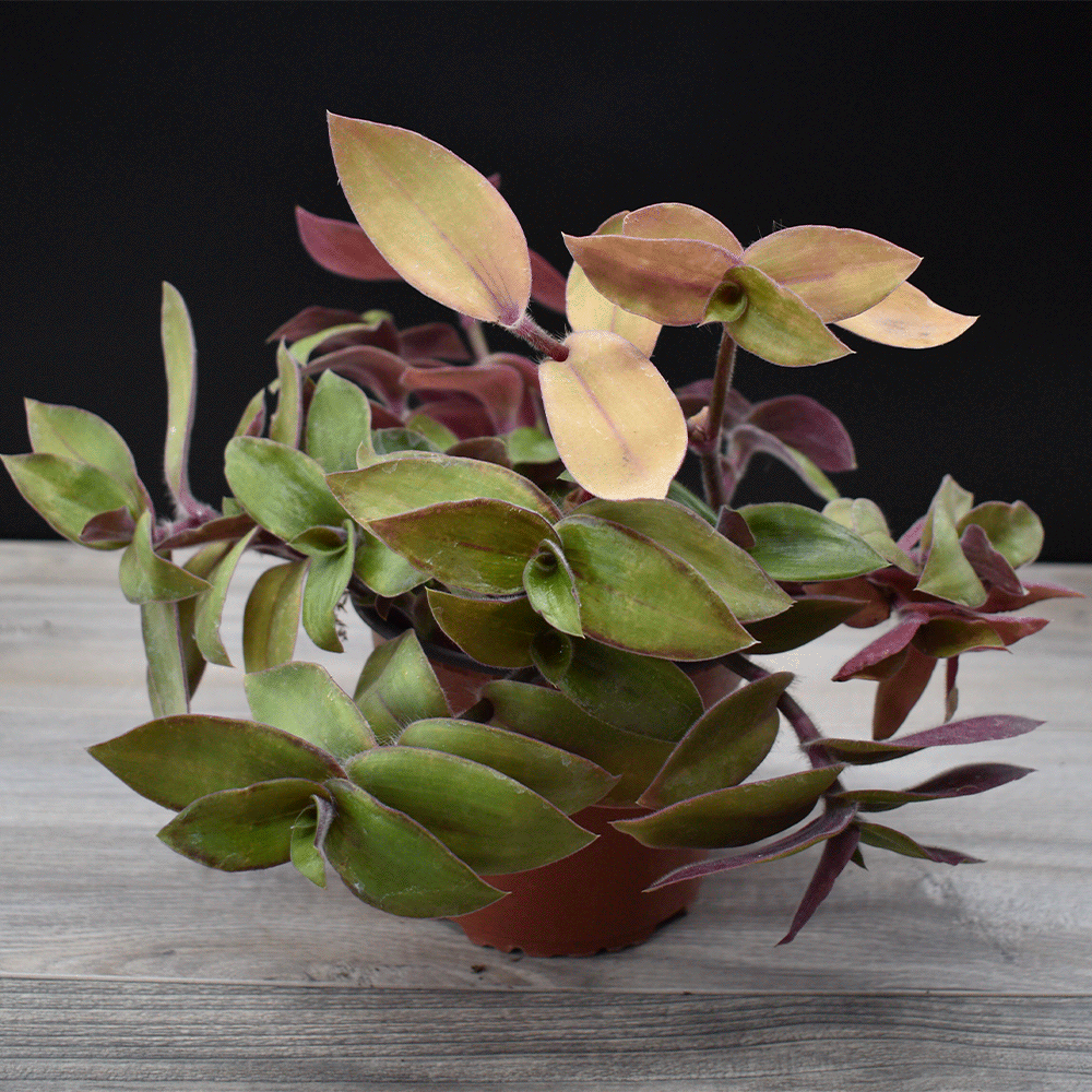 Tradescantia cerinthoides