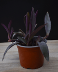 Tradescantia pallida