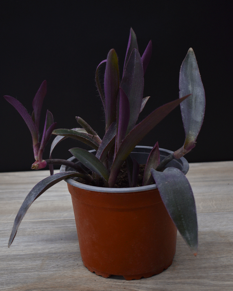 Tradescantia pallida