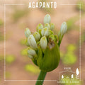 Agapanto – Belleza Azul que Florece Año Tras Año