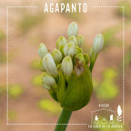 Agapanto – Belleza Azul que Florece Año Tras Año