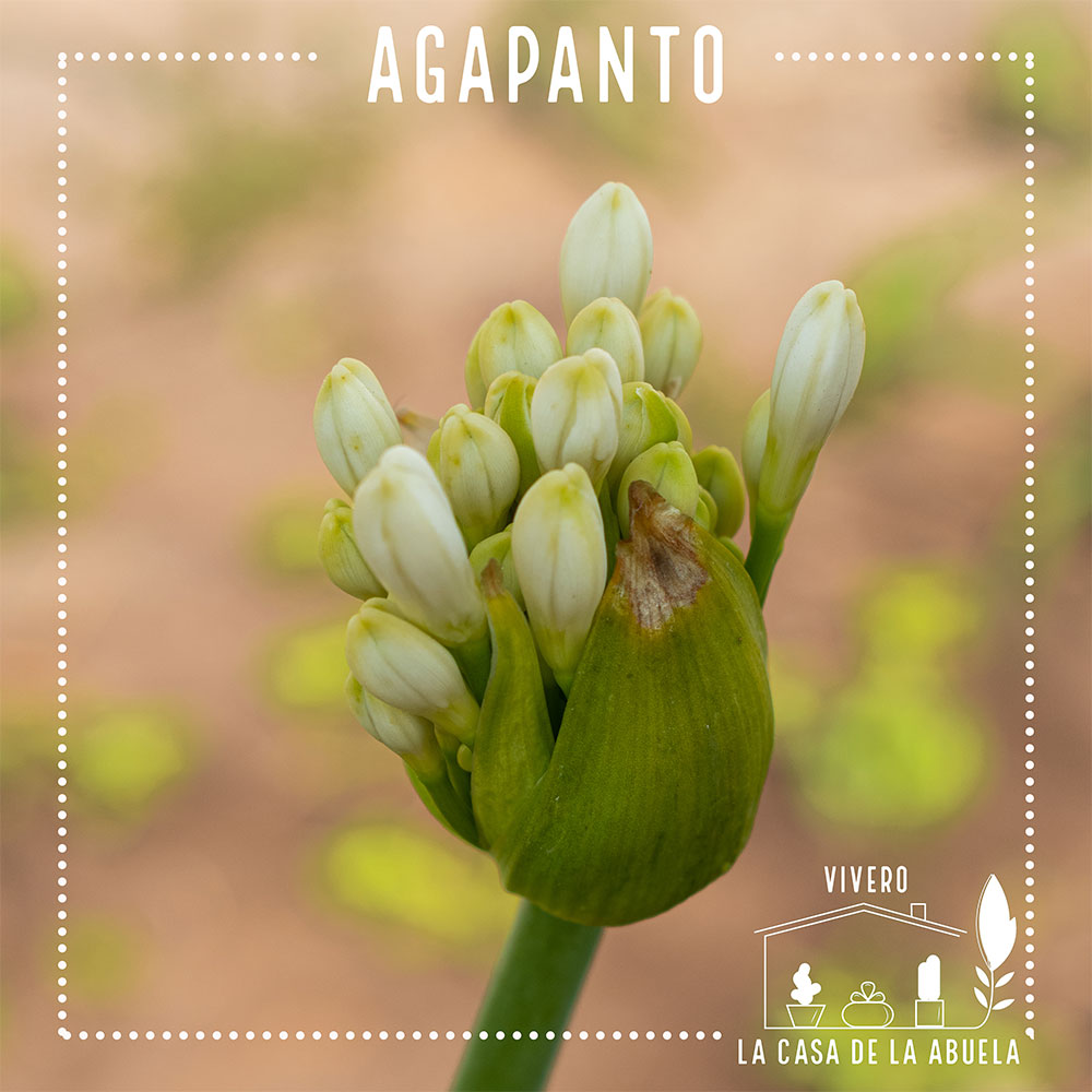 Agapanto – Belleza Azul que Florece Año Tras Año