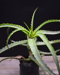 Aloe arborescente