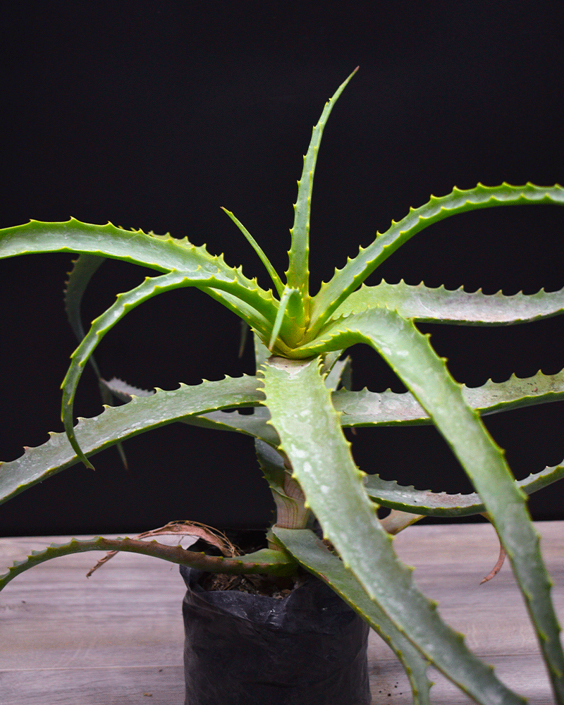 Aloe arborescente
