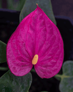 Anturio o Anthurium – La Flor del Amor que Florece Todo el Año
