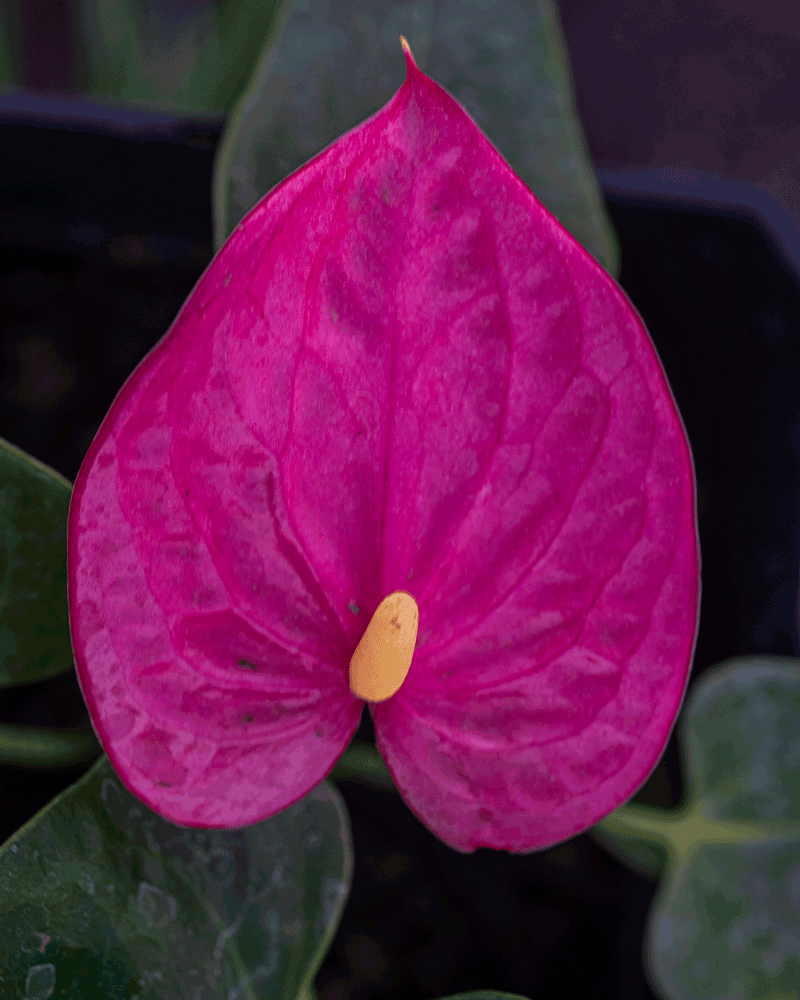 Anturio o Anthurium – La Flor del Amor que Florece Todo el Año
