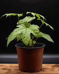 Aralia – Elegancia Tropical para Ambientes Sofisticados