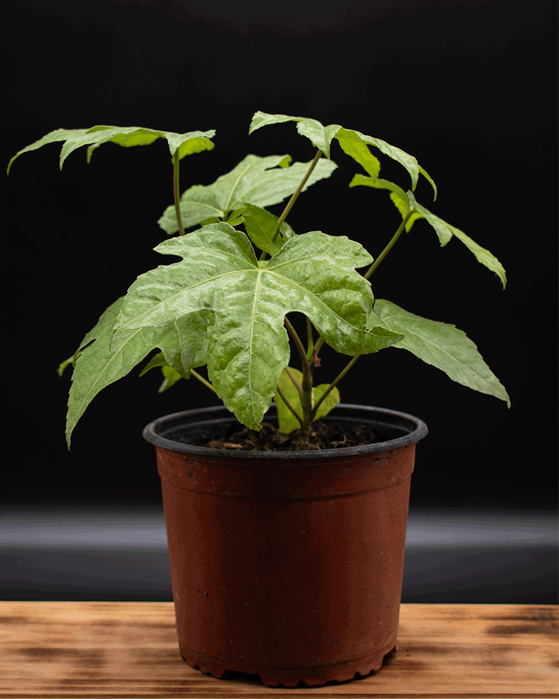 Aralia – Elegancia Tropical para Ambientes Sofisticados