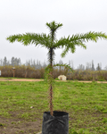 Araucaria – Un Monumento Vivo de Belleza y Resistencia Ancestral