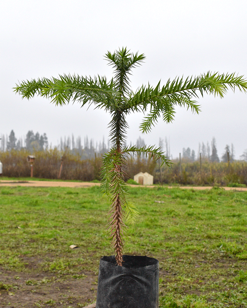 Araucaria – Un Monumento Vivo de Belleza y Resistencia Ancestral