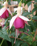 Bailarina – Flores que Danzan con Elegancia y Alegran tu Hogar