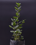 Boldo – Belleza Medicinal y Nativa para Tu Jardín