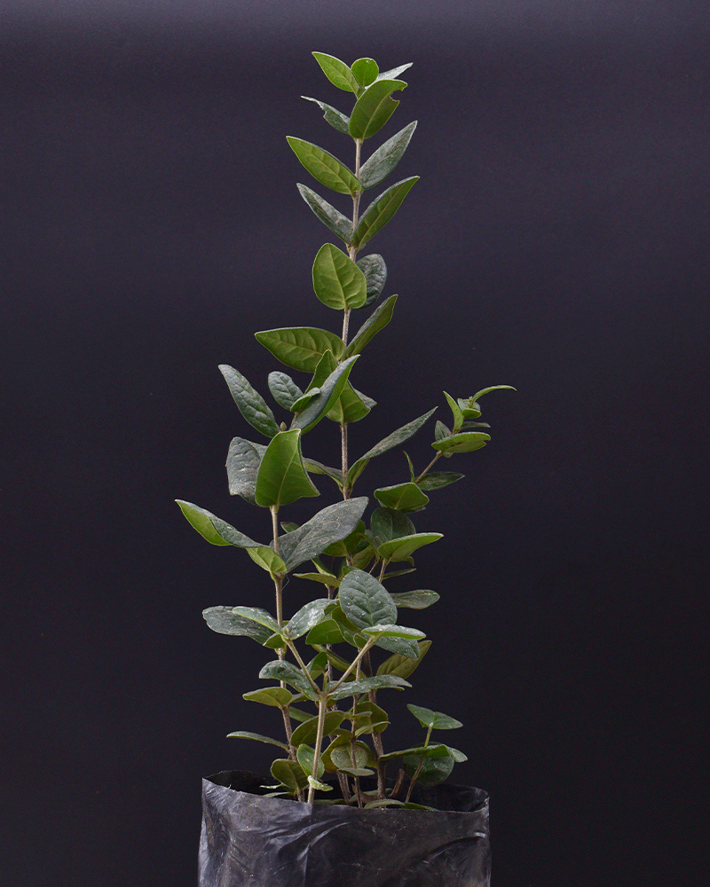 Boldo – Belleza Medicinal y Nativa para Tu Jardín
