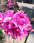 Bugambilia – Explosión de color que transforma muros, pérgolas y jardines