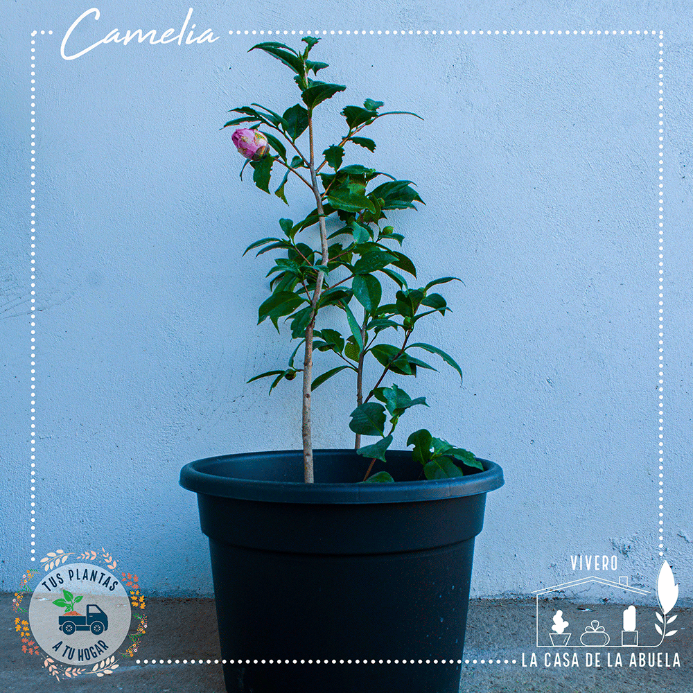 Camelia – Elegancia en Flor Todo el Invierno