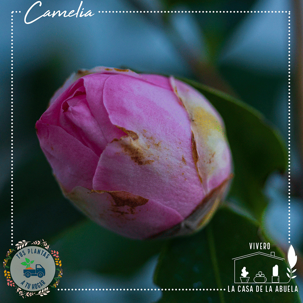 Camelia – Elegancia en Flor Todo el Invierno