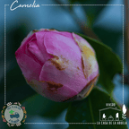 Camelia – Elegancia en Flor Todo el Invierno