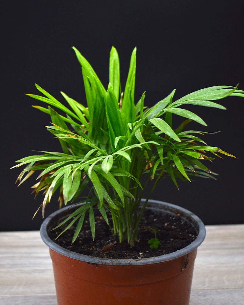 Chamaedorea elegans – La Palmera de Interior que Aporta Frescura y Elegancia Natural