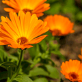 Chinita (Caléndula) – Belleza vibrante que cuida tu jardín y tu bienestar