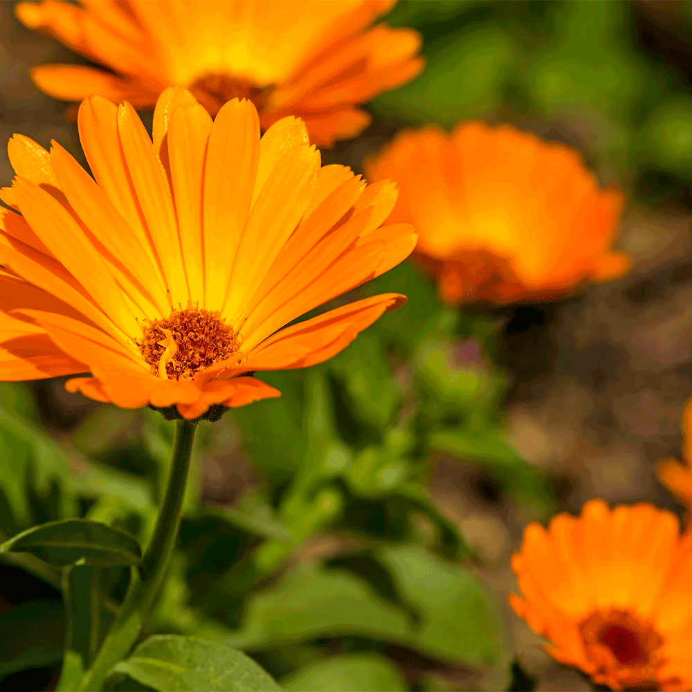 Chinita (Caléndula) – Belleza vibrante que cuida tu jardín y tu bienestar