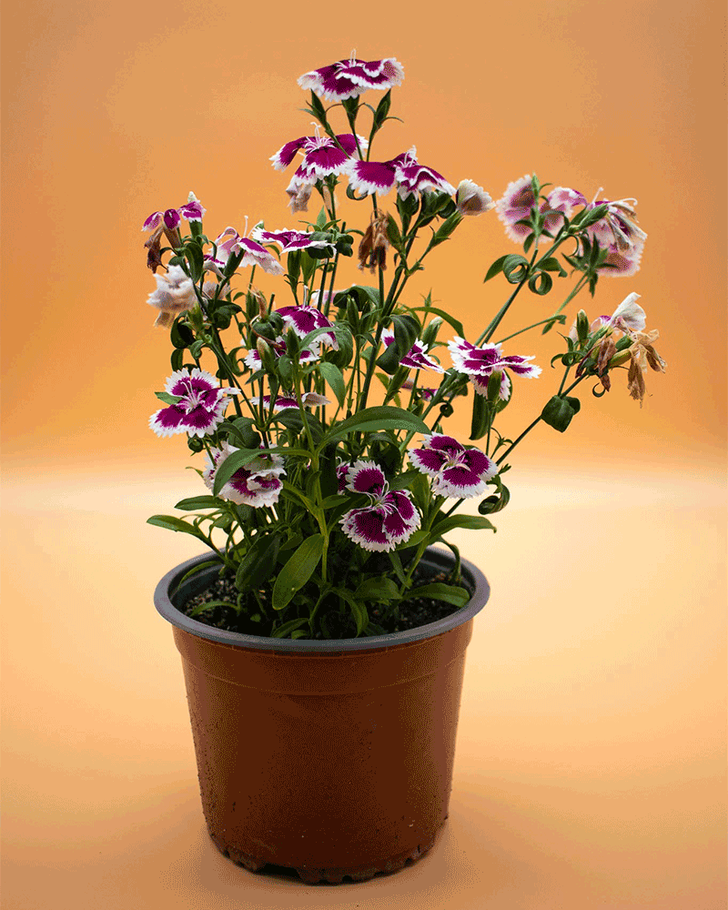 Clavelina Japonesa Bolsa – Delicadeza y color que iluminan tu hogar