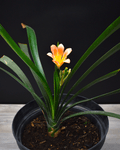 Clivia – Elegancia en Flor Todo el Año